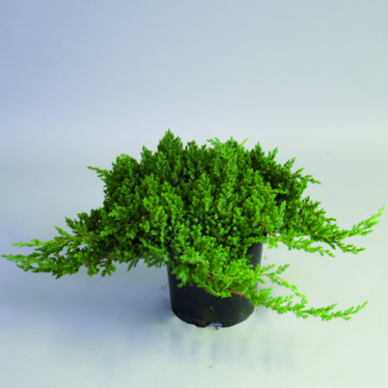 Можжевельник лежачий Нана